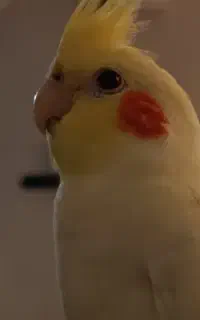 گم شده