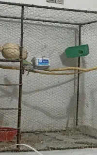 قفس بزرگ