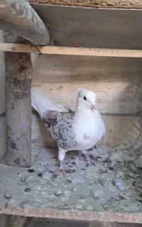 کفتر فروشی