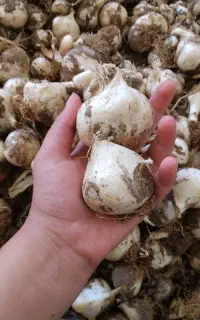 موسیر کوکلا