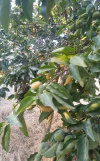 فروش خرمالو