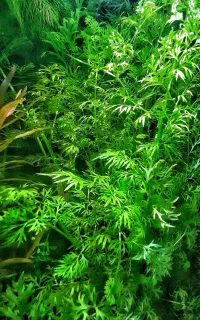 چند مدل گیاه آکواریوم ( پلنت )