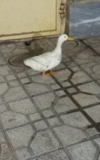 اردک