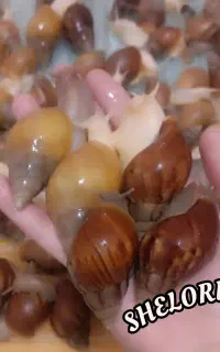 حلزون مخصوص حلزون تراپی