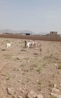 ده راس بز ۳ ماه حامله