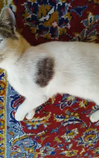 گمشده مژدگانی خوب به یابنده