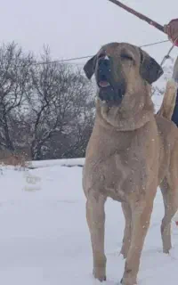 سگ عراقی اصیل