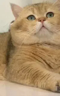گربه نر ny11 جهت جفتگیری