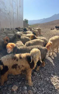فروش گله میش