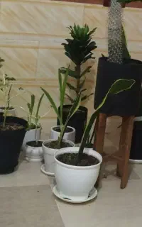 شرکت خدماتی نگین هلیل