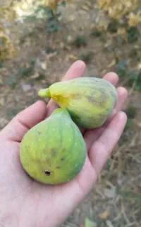 انجیر گلابی