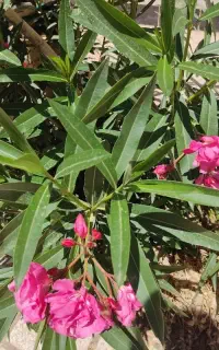 سمپاشی وهرس باغات