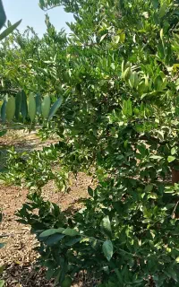 باغبانی .آبیاری .هرس .سم پاشی