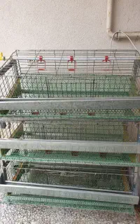 قفس مرغ تخم گذار و بلدرچین