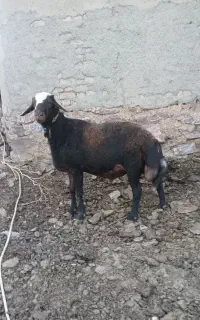 یک عدد شیشک قوچ ژن دارنژادهموزیگوت