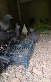 فروش کبوتر