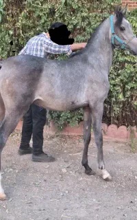 اسب (کره)