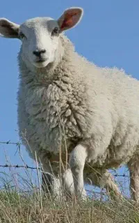 ذبح گوسفند