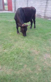 شاه گاوچالوسی جوان نافدار آبستن