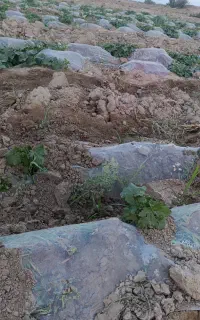 کود سفید 2500