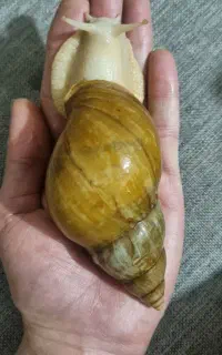 حلزون البینو