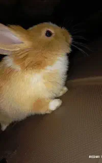 خرگوش
