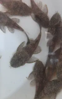 ماهی لجن خوار ،کت ال ۵۹