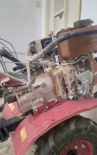 تیلر زنی وگود درخت