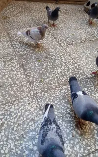 کبوتر