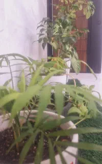 مژه کار وناخن کار