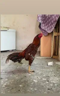 خروس فروشی