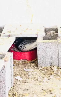کبوتر رنگی ماده