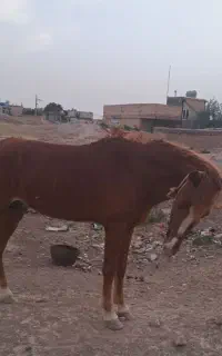 اسب