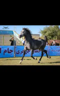 باشگاه اسب سواری