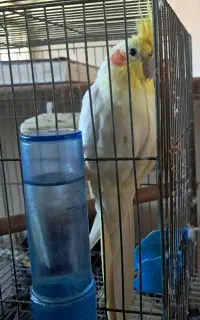 عروس هلندی نر