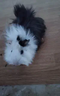 فروش خوکچه هندی آروم