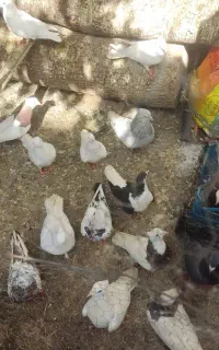 کبوتر