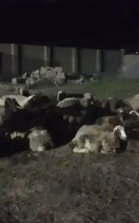 نیاز مند چوپان همراه خانواده