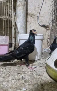 تعداد   ۴۰ عدد کبوتر بغدادی باهم تکی نمیدم