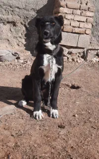 توله سگ سرابی