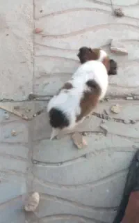 سگ پاکوتاه پشمالو