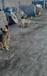 سگ سرابی