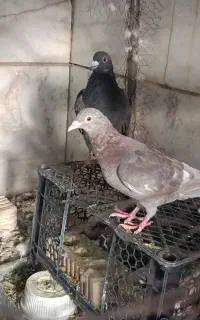 فروش کبوتر باهم