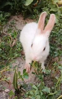 ۲عدد خرگوش