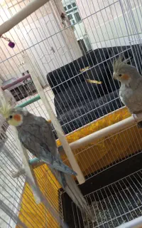 یک جفت عروس هلندی با قفس