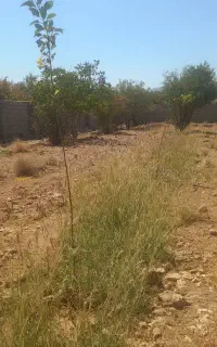 باغ شهری واقع در تل زرد بادرختان ثمری استخراتاق و.