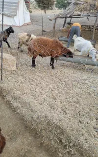 چوپان