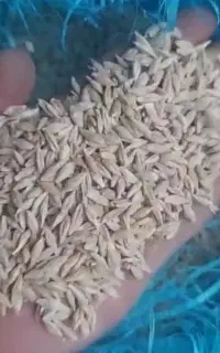 گندم و جو
