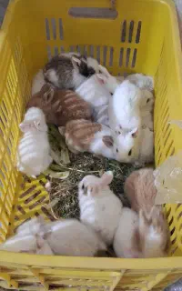 بچه خرگوش