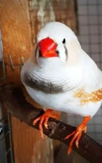 فنچ ماده